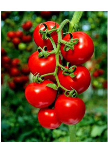 Nadir Beşdeli Erkenci Salkım Domates Tohumu 30 Adet Tohum