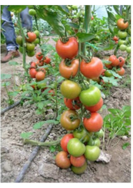 Nadir Beşdeli Erkenci Salkım Domates Tohumu 30 Adet Tohum modelleri