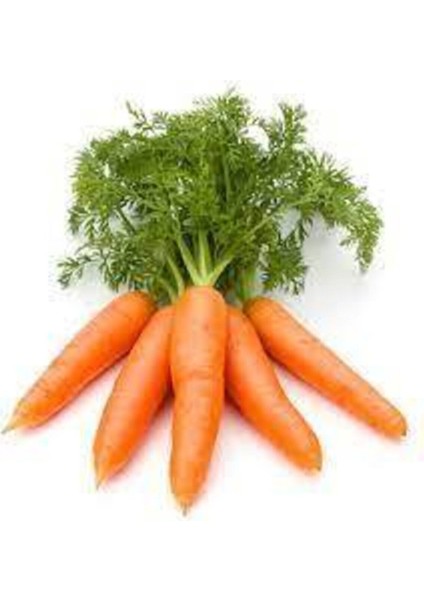 100 Adet Tohum Geleneksel Etli Erkenci Nantes Havuç Ata Tohumu