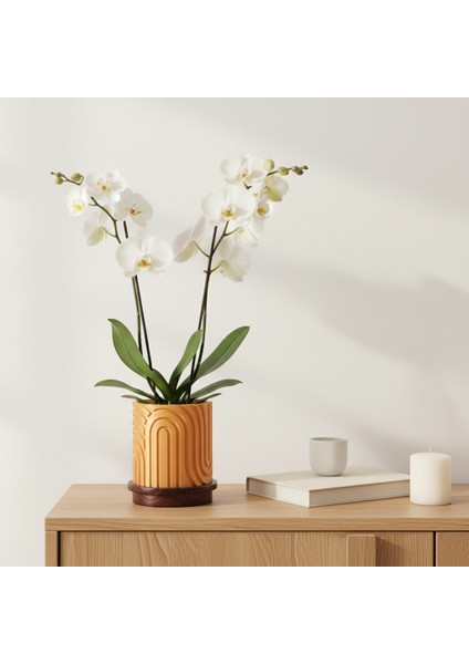 Norla Dekoratif Vazo - Gold / Ahşap Tabanlı