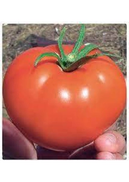 150 Adet Tohum Mega Paket Falcon Falkon Domates Tohumu Bolverimli Erkenci Domates Sürpriz Hediyeli fiyatları
