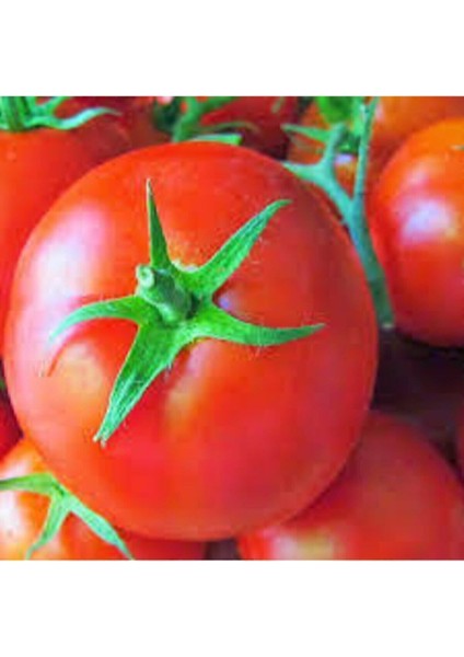 150 Adet Tohum Mega Paket Falcon Falkon Domates Tohumu Bolverimli Erkenci Domates Sürpriz Hediyeli modelleri