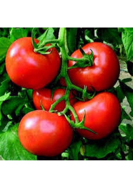 150 Adet Tohum Mega Paket Falcon Falkon Domates Tohumu Bolverimli Erkenci Domates Sürpriz Hediyeli fırsatları