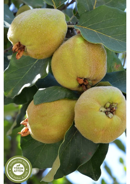 Yörem Afyon Meşhur Sakarya Pamukova Yöresinden %100 Meyve Glütensiz Ayva Kurusu, Cips (Cydonia Vulgaris) | 60GR. fırsatları