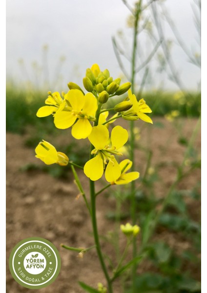Yörem Afyon Kahramanmaraş Yöresinden Beyin Dostu Sarı Hardal Tohumu, Acırga, Manamıh, (Brassica Juncea) | 110GR. modelleri