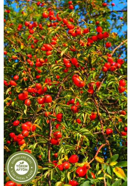 Yörem Afyon Meşhur Gümüşhane Yöresinden Doğal Dal Kurusu Kuşburnu, Yabangülü (Rosa Canina) | 130GR. fırsatları