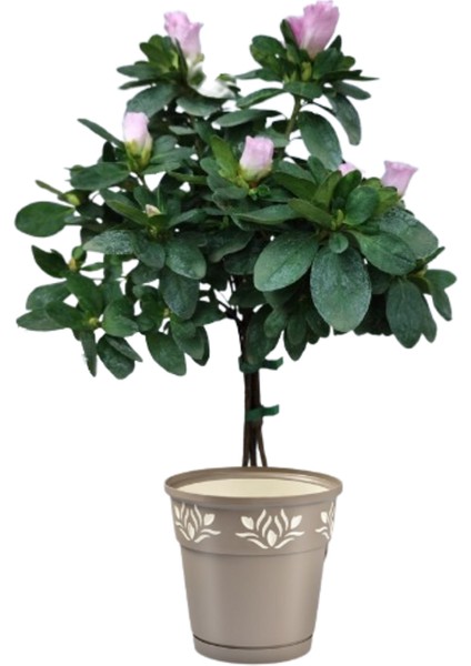 Baston Açelya Çiçeği Pembe Renk (Ithal P17)