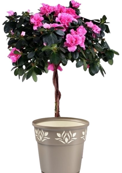 Baston Açelya Çiçeği Pembe Renk (Ithal P17) fiyatları