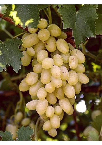 Kuru Besni Üzümü fiyatları