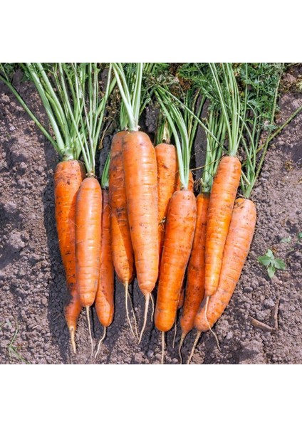 Renkli Kök Sebzeler Ikili Tohum Seti, Nantes Havuç ve Kırmızı Turp