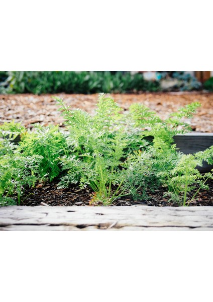 Renkli Kök Sebzeler Ikili Tohum Seti, Nantes Havuç ve Kırmızı Turp fiyatları