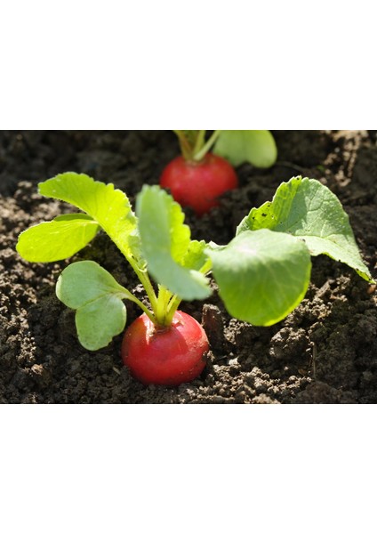 Renkli Kök Sebzeler Ikili Tohum Seti, Nantes Havuç ve Kırmızı Turp fırsatları