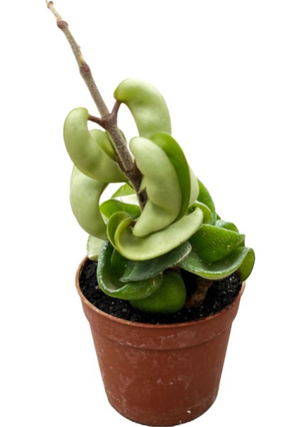 Hoya Carnosa 'Compacta' (Mum Çiçeği)