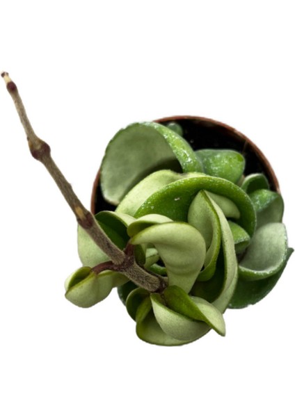 Hoya Carnosa 'Compacta' (Mum Çiçeği) fiyatları