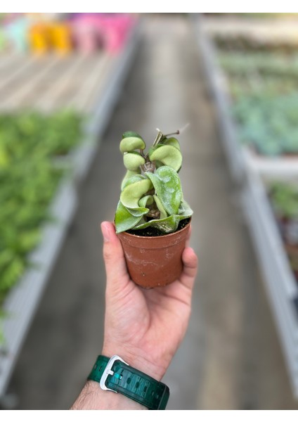 Hoya Carnosa 'Compacta' (Mum Çiçeği) modelleri