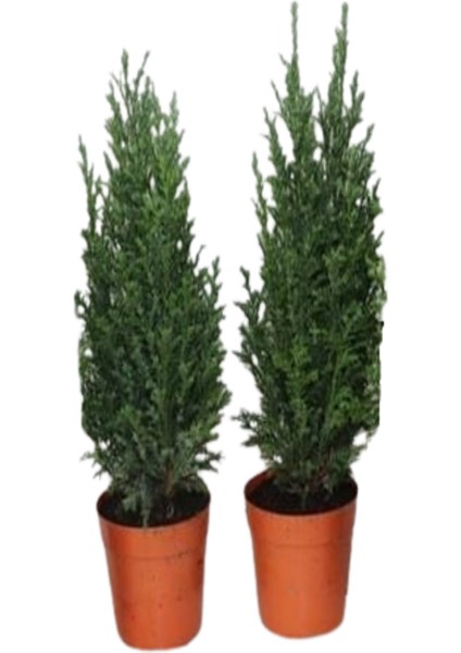 2 Adet Elwodi Chamaecyparis Bodur Cins Çam Ağacı (Ithal P 11) 50 cm