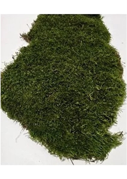 Gerçek Kaya ve Ağaç Yosunu (300 Gr)