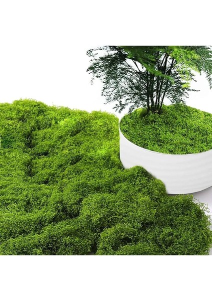 Gerçek Kaya ve Ağaç Yosunu (300 Gr) fiyatları