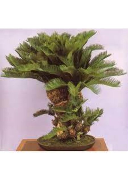 3 Adet Tohum Bodur Bonsai Palmiye Ağacı Bonsai Tohum Ata Tohum Sürpriz Hediye Tohum