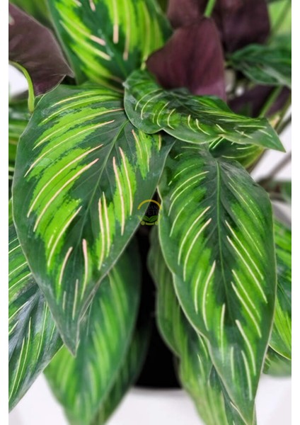 Calathea Beauty Star Bitkisi 'dua Çiçeği'