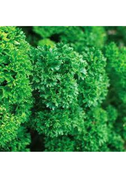 150 Adet Tohum Kıvırcık Maydonaz Tohumu Geniş Yapraklı Maydonoz Tohumu Süpriz Hediye Tohum