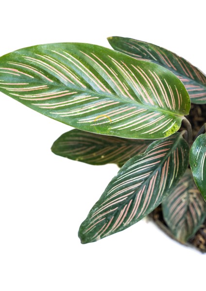 Calathea Beauty Star Bitkisi 'dua Çiçeği' fiyatları