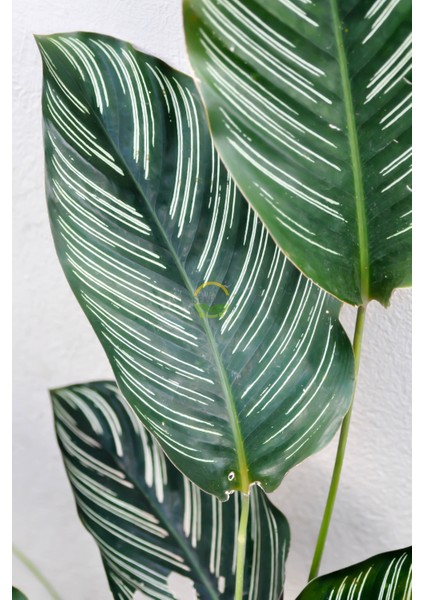 Calathea Beauty Star Bitkisi 'dua Çiçeği' modelleri