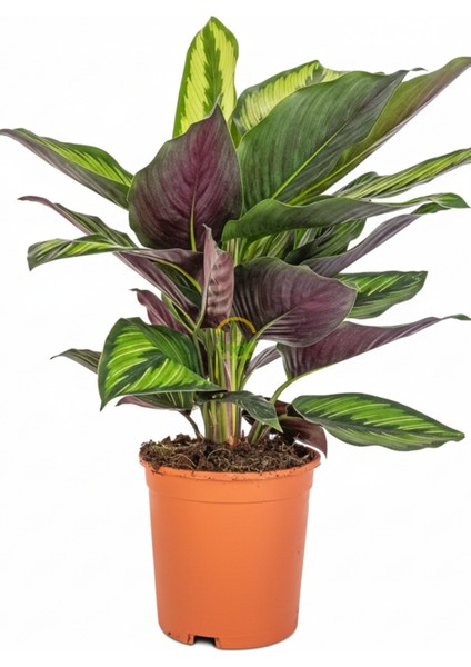 Calathea Beauty Star Bitkisi 'dua Çiçeği' fırsatları