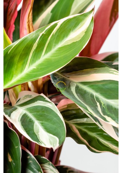 Calathea Triostar Bitkisi 'dua Çiçeği'