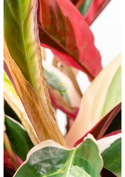 Calathea Triostar Bitkisi 'dua Çiçeği' fiyatları