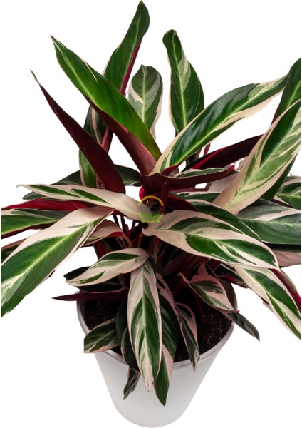 Calathea Triostar Bitkisi 'dua Çiçeği' modelleri