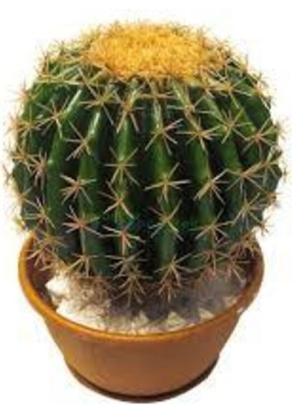 10 Adet Tohum Kaktüs Çiçeği Tohumu Dikenli Kaktüs Tohumu Skulennt Çiçeği