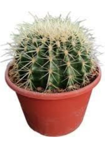 10 Adet Tohum Kaktüs Çiçeği Tohumu Dikenli Kaktüs Tohumu Skulennt Çiçeği fiyatları