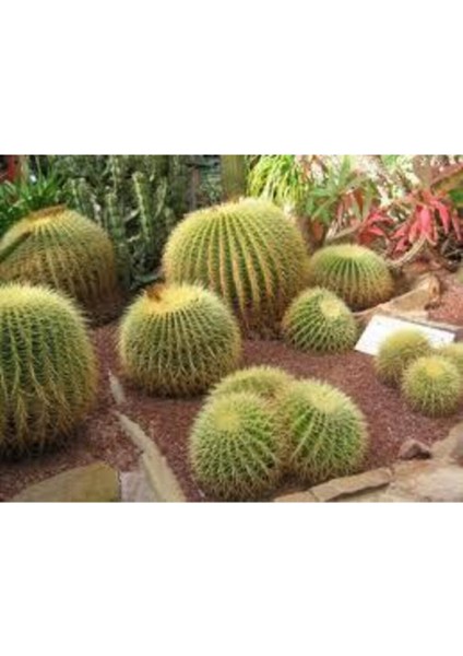 10 Adet Tohum Kaktüs Çiçeği Tohumu Dikenli Kaktüs Tohumu Skulennt Çiçeği modelleri