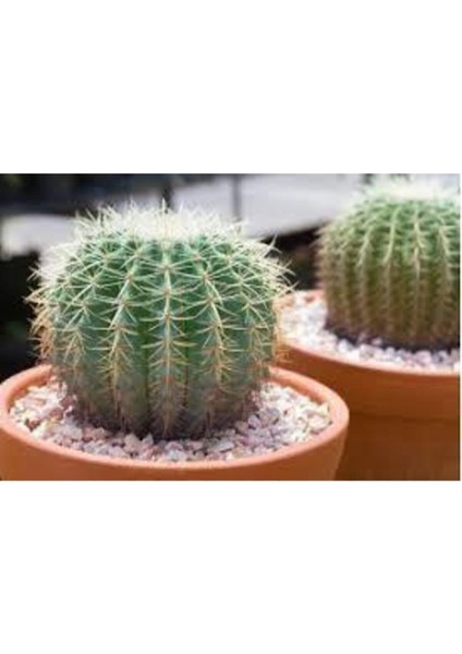 10 Adet Tohum Kaktüs Çiçeği Tohumu Dikenli Kaktüs Tohumu Skulennt Çiçeği fırsatları