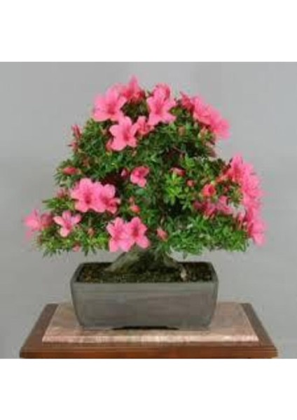 2 Adet Tohum Orkide Bonsai Ağacı Tohum Bodur Bonsai Orkide Ağacı Tohum Saksı Toprak