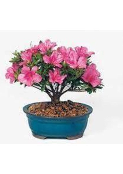 2 Adet Tohum Orkide Bonsai Ağacı Tohum Bodur Bonsai Orkide Ağacı Tohum Saksı Toprak fiyatları