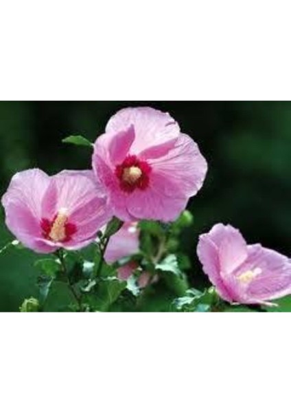 10 Adet Tohum Nadir Bulunan Fatma Gül Çiçeği