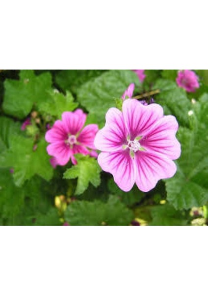 10 Adet Tohum Nadir Bulunan Fatma Gül Çiçeği fiyatları