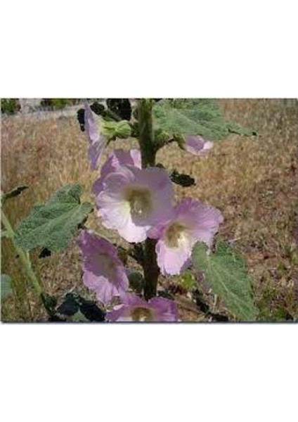 10 Adet Tohum Nadir Bulunan Fatma Gül Çiçeği modelleri