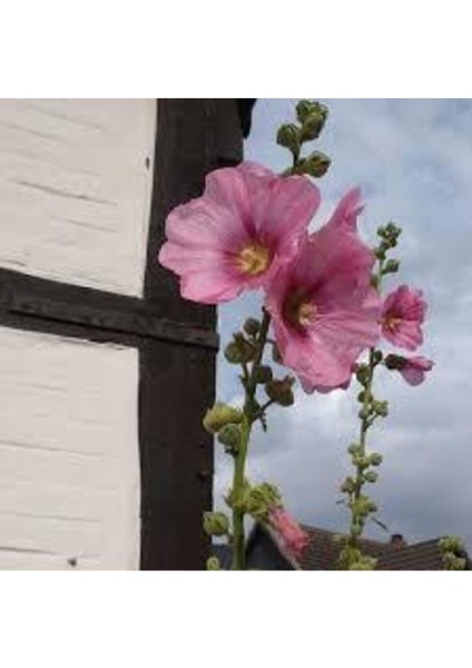 10 Adet Tohum Nadir Bulunan Fatma Gül Çiçeği fırsatları