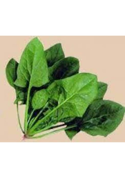 50 Adet Tohum Yerli Ispanak Tohumu Sürpriz Hediye Tohum Byeşil Ispanak Tohumludur fiyatları