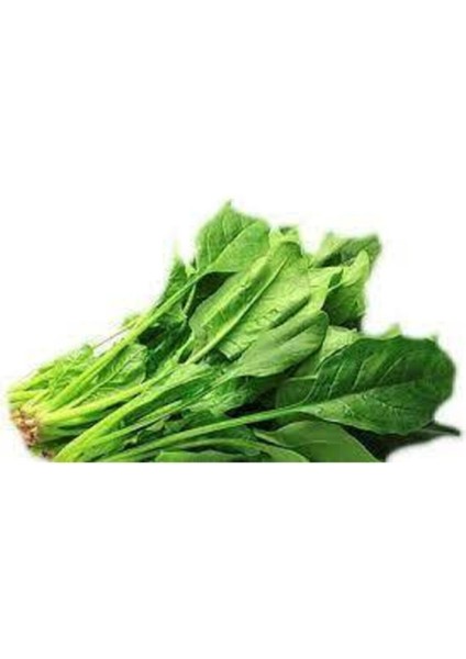 50 Adet Tohum Yerli Ispanak Tohumu Sürpriz Hediye Tohum Byeşil Ispanak Tohumludur modelleri