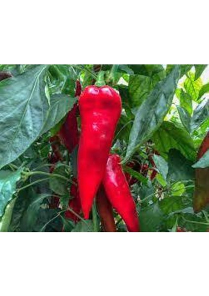 50 Adet Tohum Kırmızı Kapya Biber Tohumu Etli Pat Biber Kebaplık Biber Sürpriz Hediye Tohumludur fiyatları
