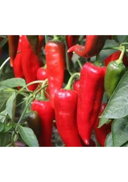 50 Adet Tohum Kırmızı Kapya Biber Tohumu Etli Pat Biber Kebaplık Biber Sürpriz Hediye Tohumludur modelleri