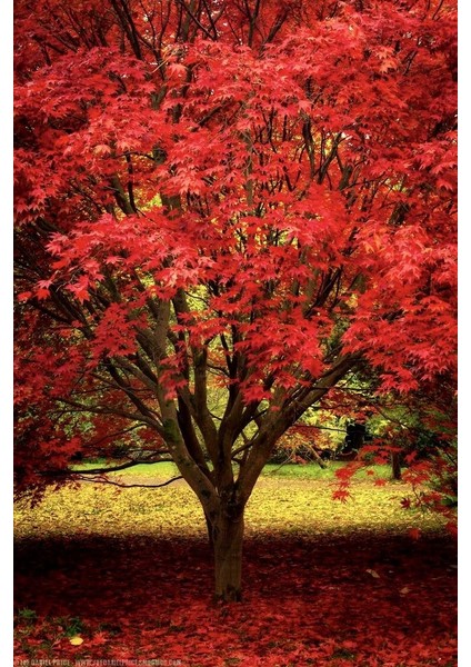 KIRMIZI AMERİKAN MEŞESİ FİDANI 3 ADET - KIZIL MEŞE