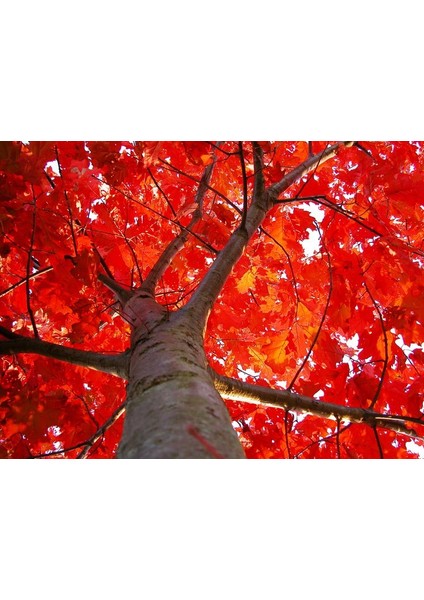 KIRMIZI AMERİKAN MEŞESİ FİDANI 3 ADET - KIZIL MEŞE