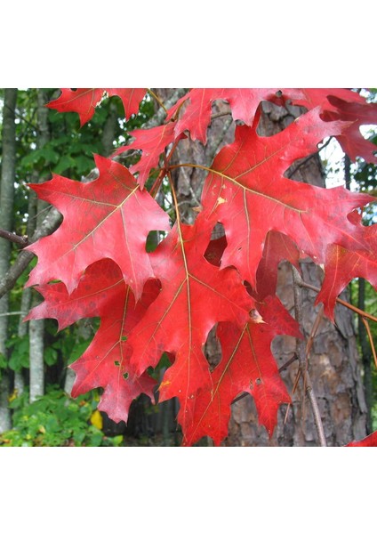 KIRMIZI AMERİKAN MEŞESİ FİDANI 3 ADET - KIZIL MEŞE