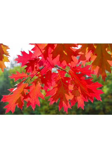 KIRMIZI AMERİKAN MEŞESİ FİDANI 3 ADET - KIZIL MEŞE