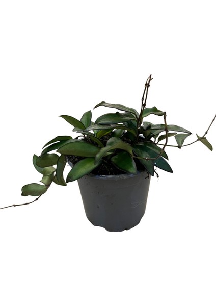 Hoya Rosita (Mum Çiçeği)